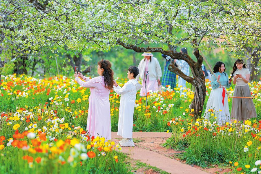 云南昆明:踏青赏花正当时_新华网 云南昆明:踏青赏花正当时_新华网