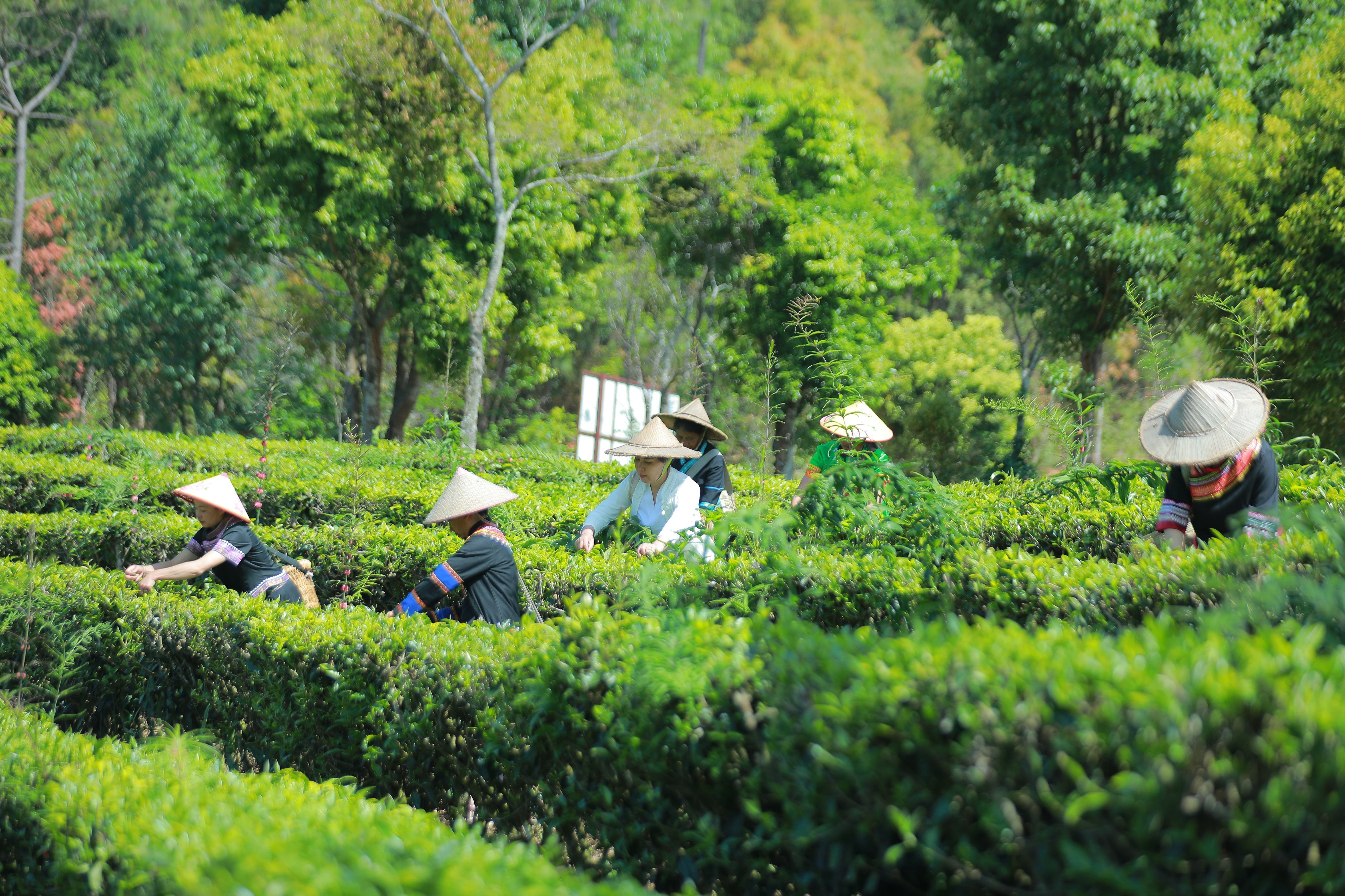 茶农采茶2.jpg?x-oss-process=style/w10