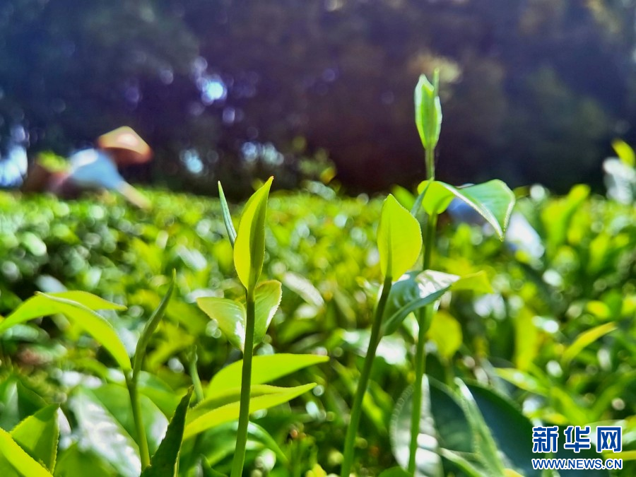 聚焦高质量发展｜景谷大白新葡萄娱乐下载茶香飘出大山新华网(图6)
