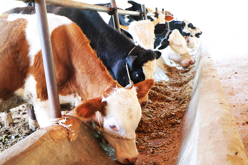 茂密村牛产业蓬勃发展（2023年5月摄）