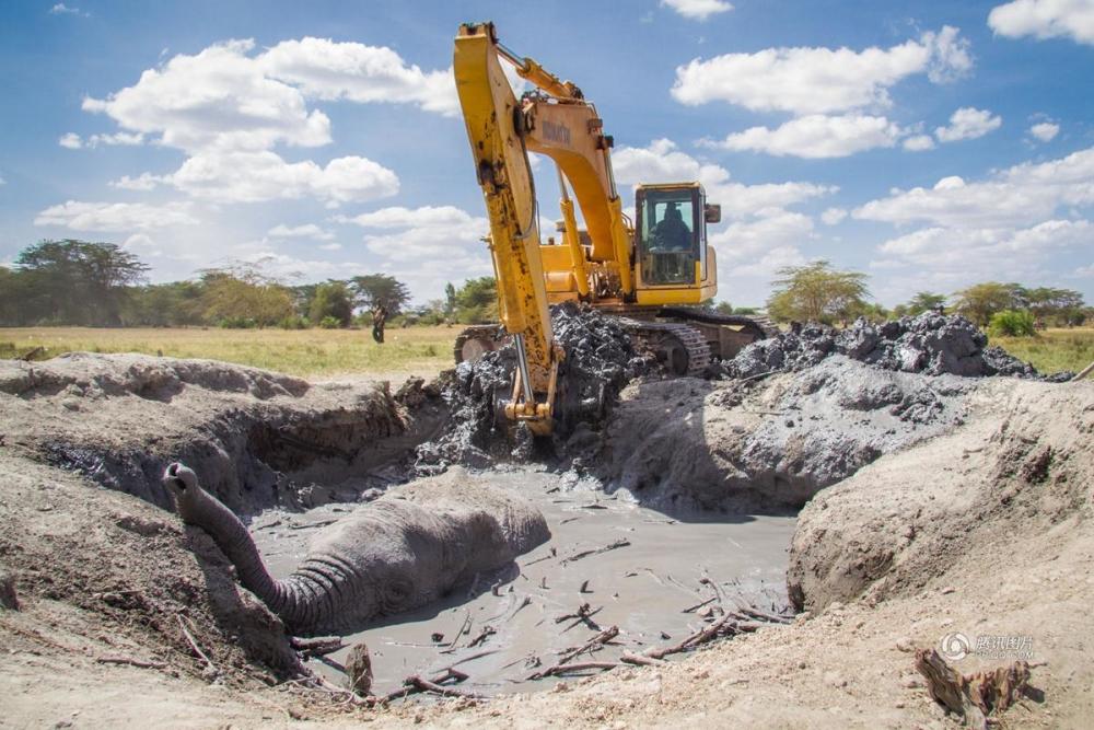 肯尼亚用挖掘机救出身陷泥坑大象