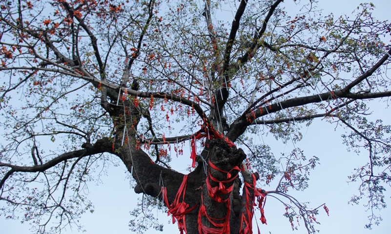 [新华云南]十六州市旅游主官共话云南旅游强省