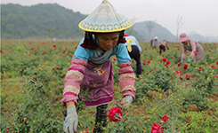 云南丘北：玫瑰产业促农增收
