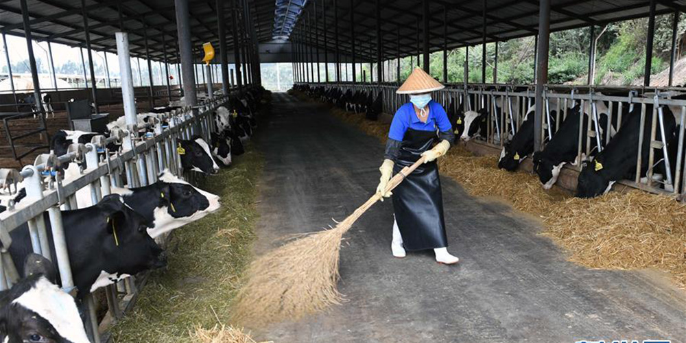 雲南尋甸：奶牛養殖助農民脫貧增收