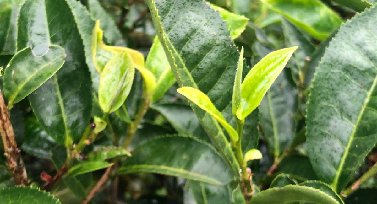 高山云雾润千年 茶王之地产好茶-普洱市镇沅县"千家寨爷号"普洱茶线上