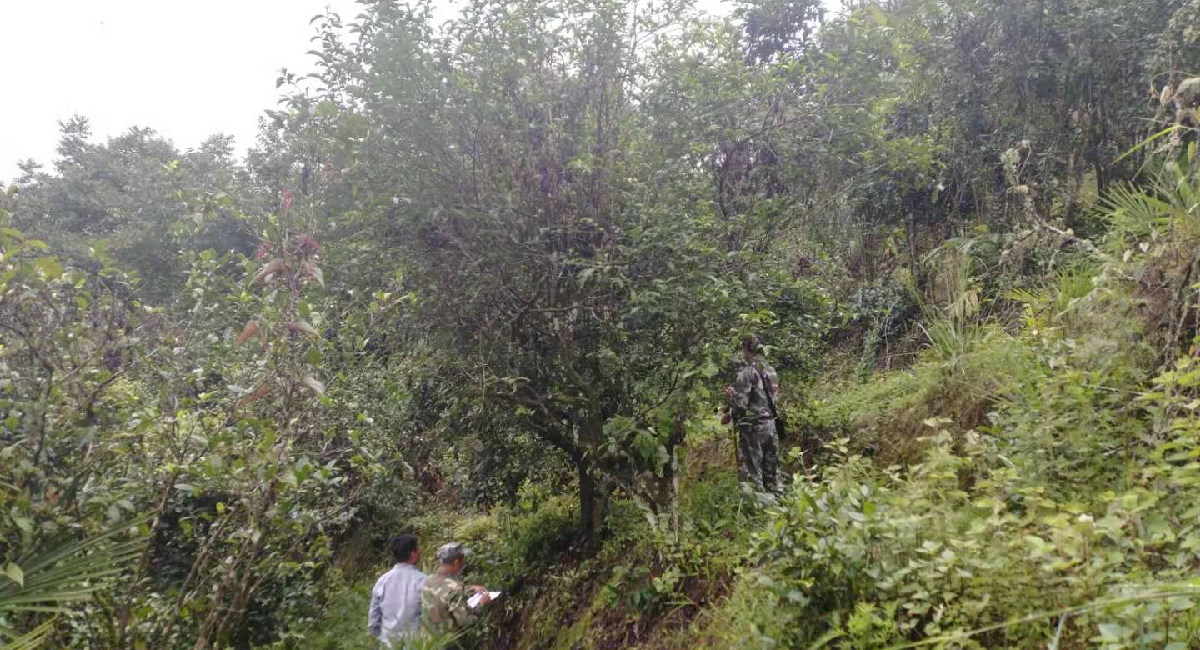 高山云雾润千年 茶王之地产好茶-普洱市镇沅县"千家寨爷号"普洱茶线上