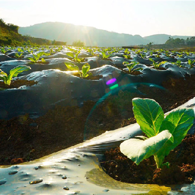 科技創新為雲南省高原特色農業發展注入新活力