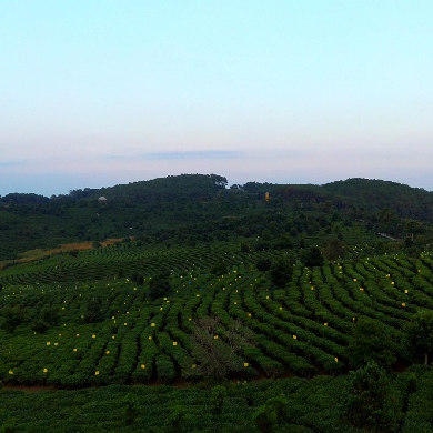 茶葉“雙減”技術助力雲南茶葉綠色發展