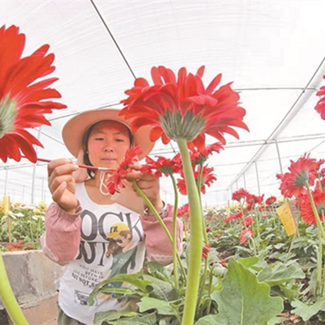雲南農業科技園為打造花卉科創谷提供創新動能