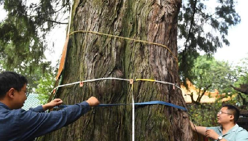 雲南昆明：用高科技為古樹“體檢”