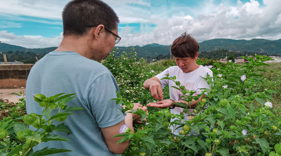 “燈籠果”裏藏美味