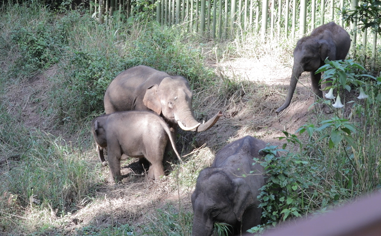 【亚洲象“大咖秀”】“宝哥”和它的“小跟班”