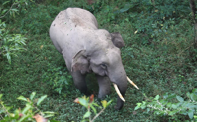 【亚洲象“大咖秀”】亚洲象监测员眼中的“大块头”