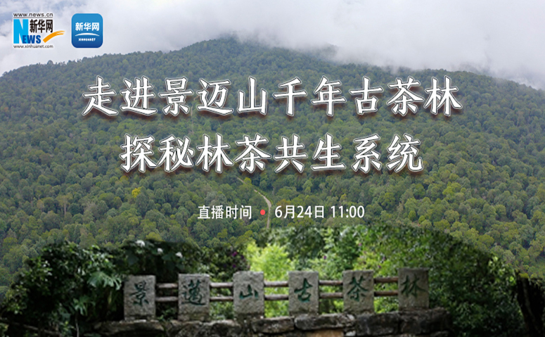 【新華雲直播】走進景邁山千年古茶林 探秘林茶共生係統