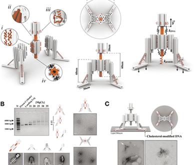 全DNA奈米機器人可探索細胞過程
