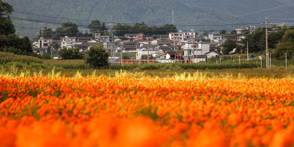 雲南祿勸：農旅融合跑出鄉村振興“加速度”