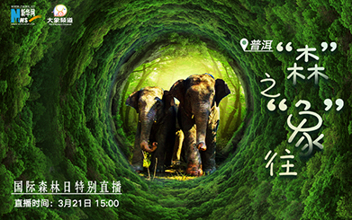 国际森林日｜云南普洱：“森”之“象”往