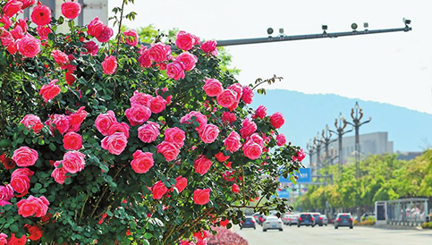 花開不斷四時春