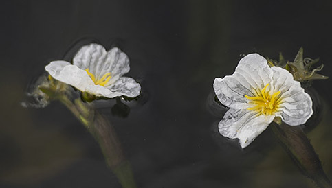 滇池重現海菜花