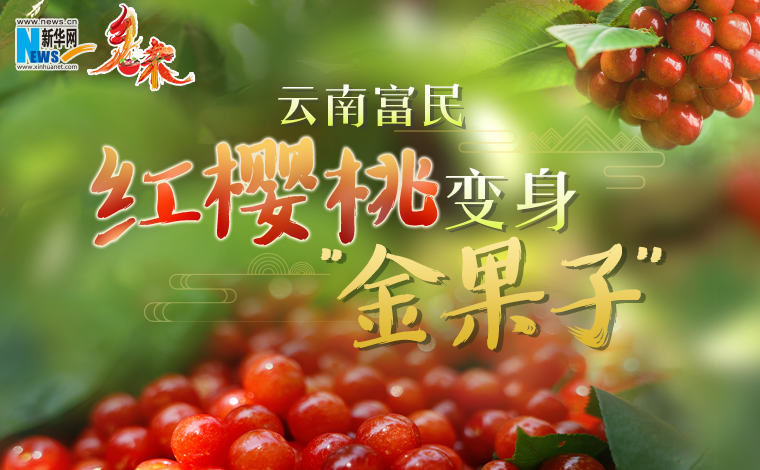 鄉味｜雲南富民：紅櫻桃變身“金果子”