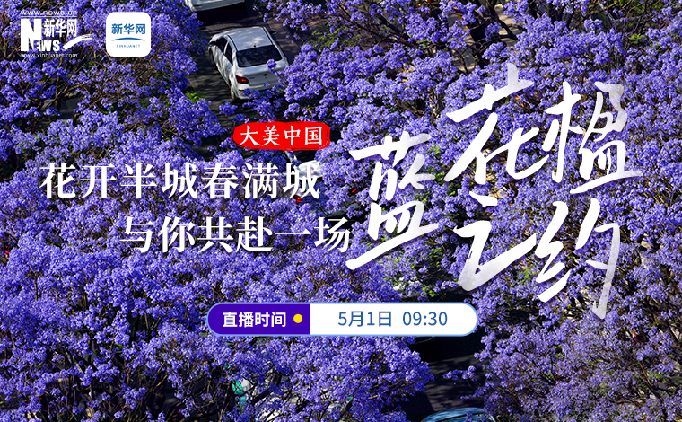 大美中國｜花開半城春滿城 與你共赴一場藍花楹之約