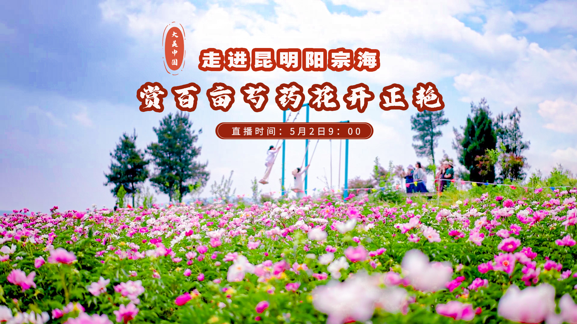 大美中國｜走進昆明陽宗海 賞百畝芍藥 花開正艷