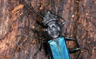 节肢动物·黑蓝扁甲：拥有扁甲中唯一的闪蓝色，完美诠释了什么是又飒又美！