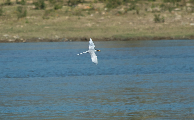生态摄影师在云南盈江拍摄河燕鸥