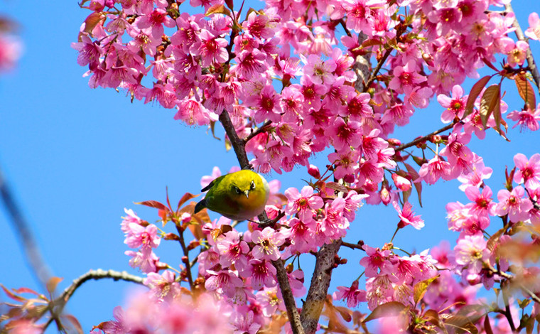 云南弥勒：鸟语花香 静待春来
