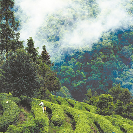 茶产业持续做大 唱响“思茅有机茶”品牌