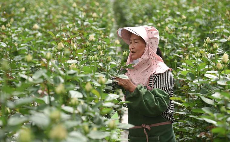 雲南麗江：“鮮花經濟”助增收