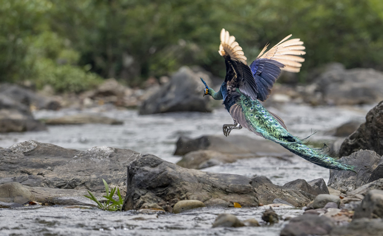 神奇動物在雲南|綠孔雀：一身金翠畫不得 萬裏山川來者稀