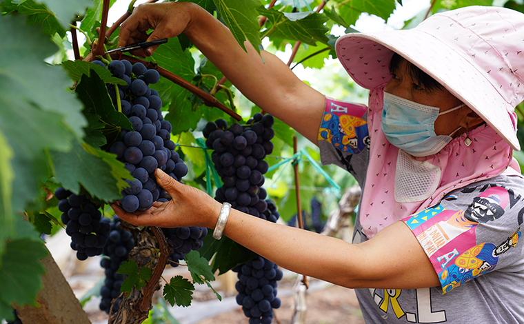 小葡萄成为牟定群众增收“大产业”