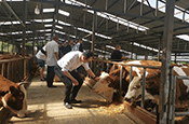 玉龍農商行發放麗江市首筆“肉牛活體抵押”貸款