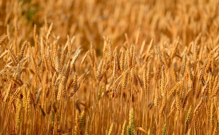 耐旱抗病！小麥新品種“雲麥112”完成田間測産驗收