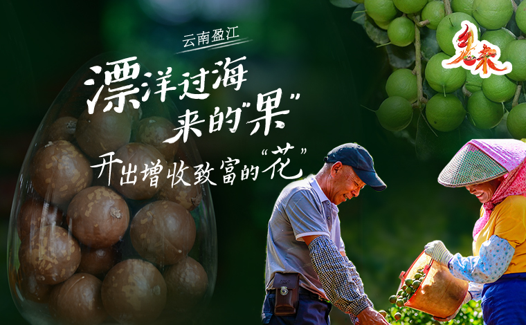 鄉味｜雲南盈江：漂洋過海來的“果” 開出增收致富的“花”