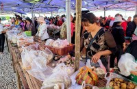 普洱市宁洱县：第一波野生菌上市