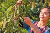 云南临沧坚果：规范化管理 特色化发展
