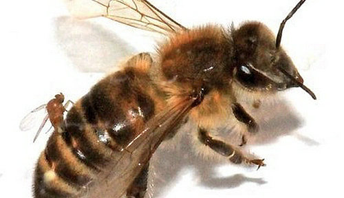 美国西部四州出现僵尸蜜蜂 正向外蔓延