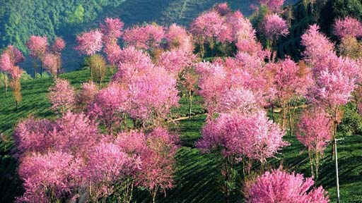 冬季到云南来看花[组图]图片