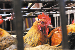 [云南网视]北京一名4岁男童携带H7N9禽流感病