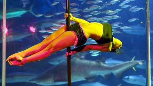 水族馆里的钢管舞
