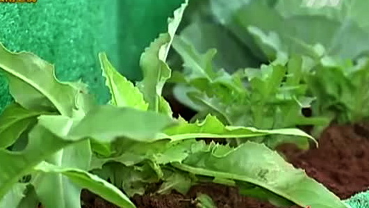 [云南网视]台相亲节目洋帅哥偷拍29<em>台妹</em>性爱不