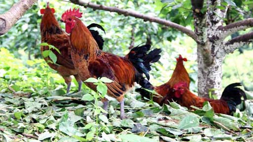 新华网云南频道:新闻中心: