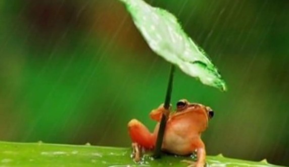 【新华读图】抱着树叶躲雨的青蛙