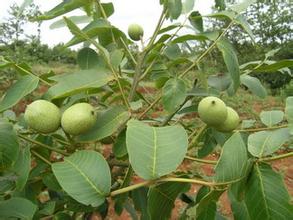 评论:杨善洲个人品牌价值的党内教育作用