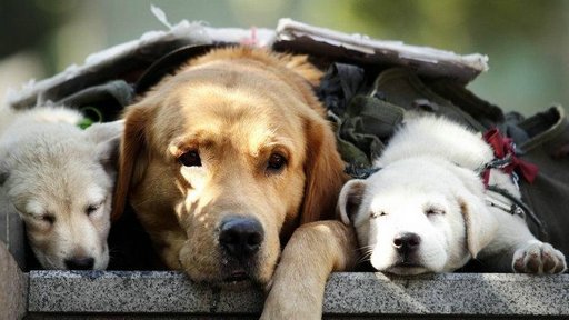 张艺谋谈超生不移民:希望孩子是中国国籍