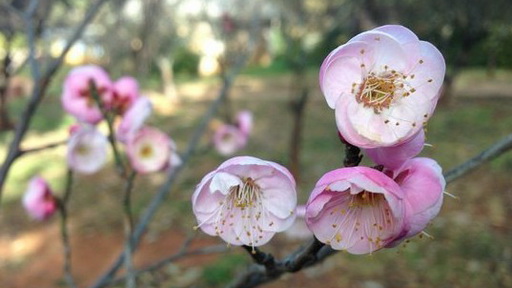 丹东男孩因美貌走红韩国 身份证照片曝光