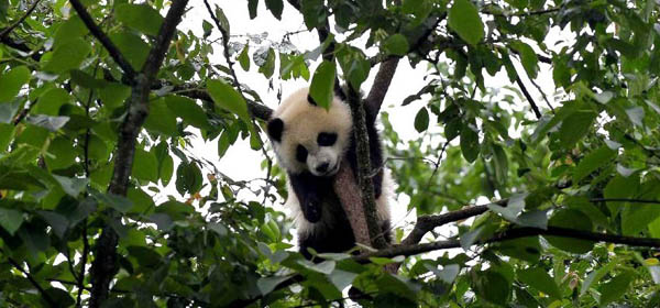 巩俐母亲爆光巩俐张艺谋分手原因:心凉了