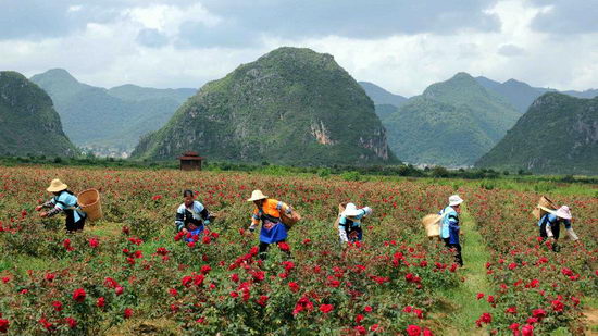 云南丘北:玫瑰花种植助农增收